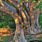 Mundulea Nature Reserve - A Jewel in the Otavi Mountains