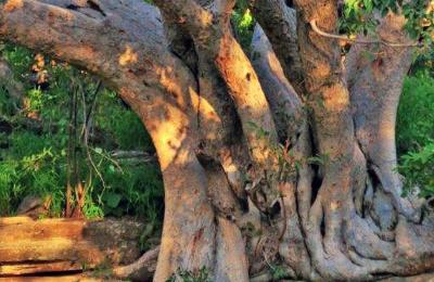Mundulea Nature Reserve - A Jewel in the Otavi Mountains
